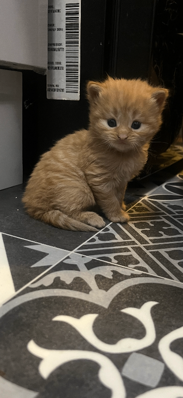 Kittens ready to leave 24th Dec