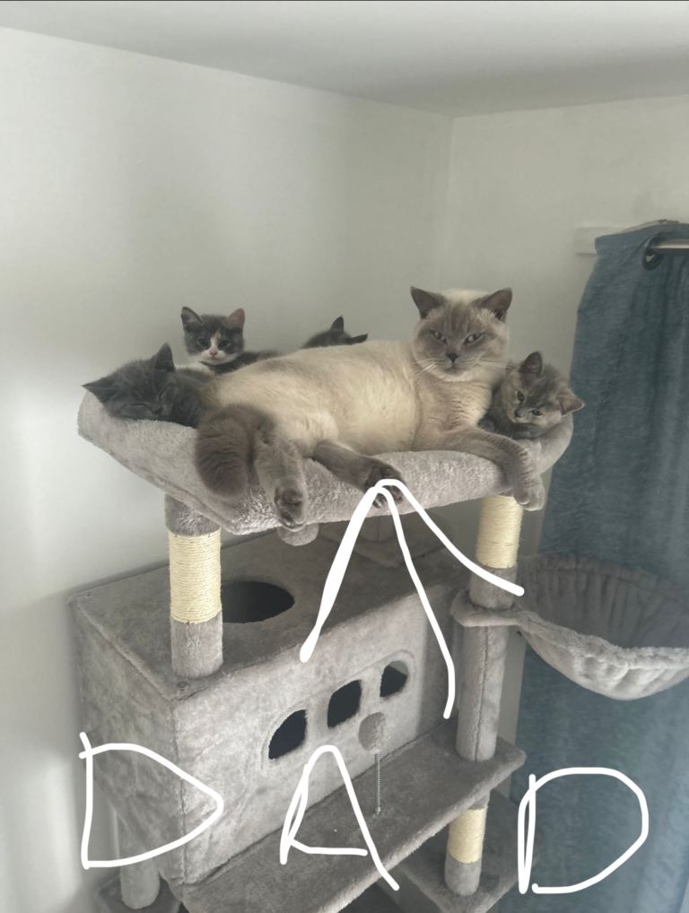 FIRST COME FIRST SERVED KITTENS NEED GONE ASAP❗️❗️