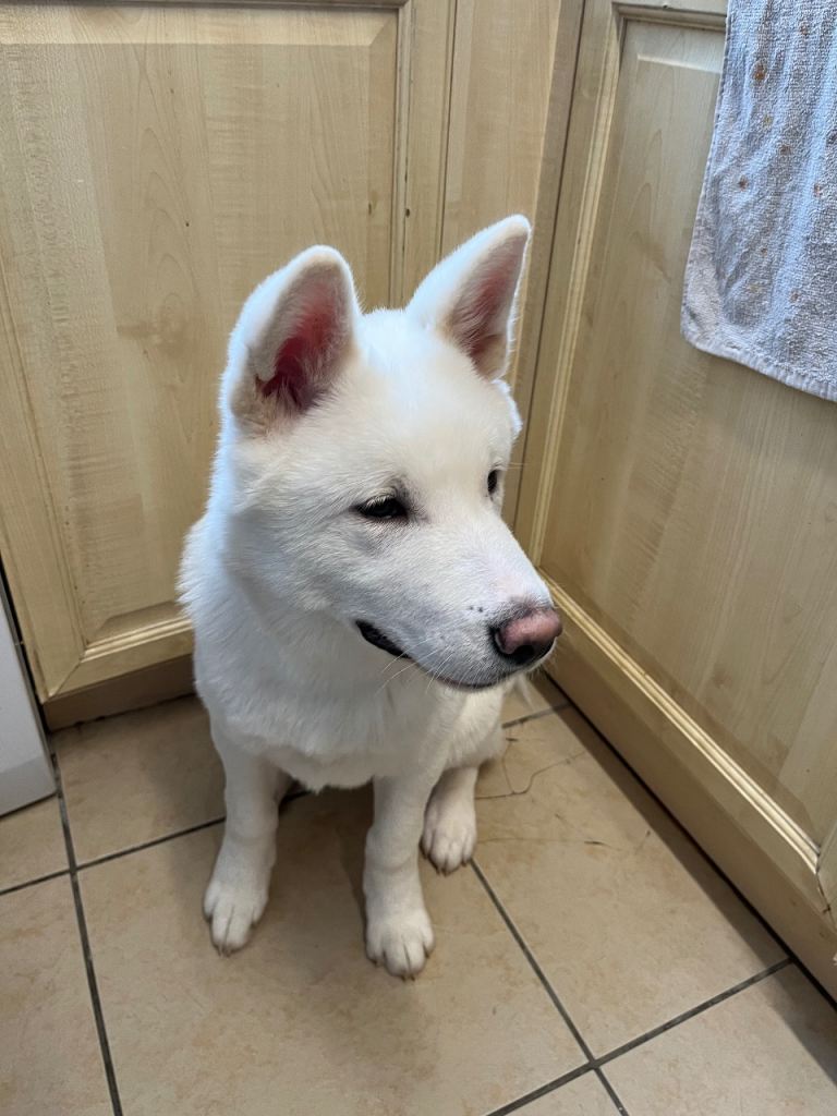 I have a beautiful Akita 