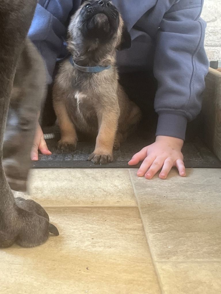 Cane Corso × Belgian Malinois 9 weeks old, ready to leave now, only 3 left  