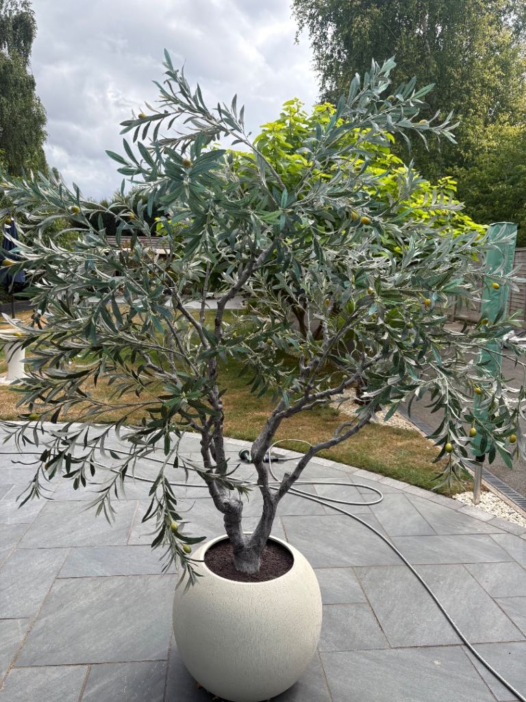 Large olive tree 