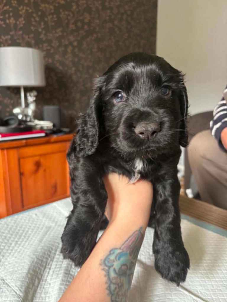 cocker spaniel pups 