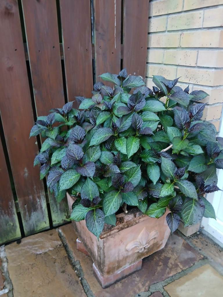 Garden plants for sale 