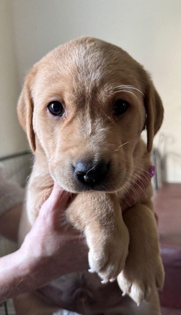 Labrador / Italian Spinone
