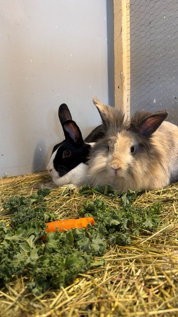 2 cute girl rabbits 