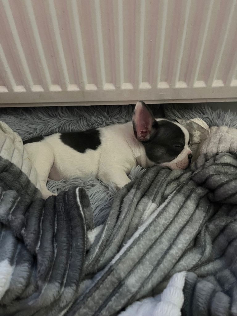 10 week old Kc reg puppy 