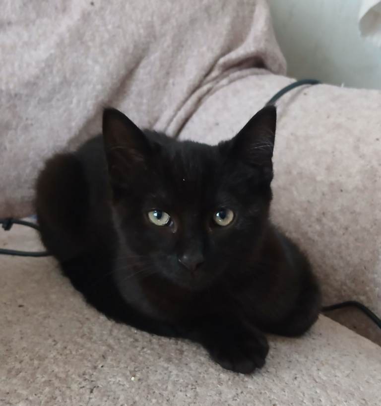 16 week old male shorthair black
