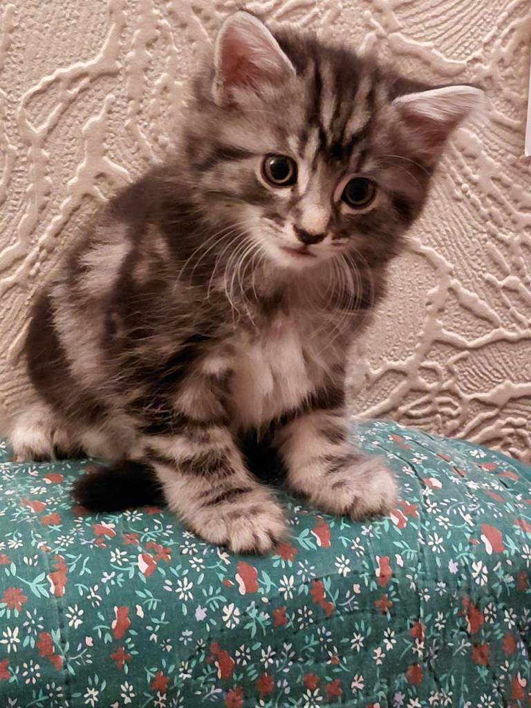 Mr.