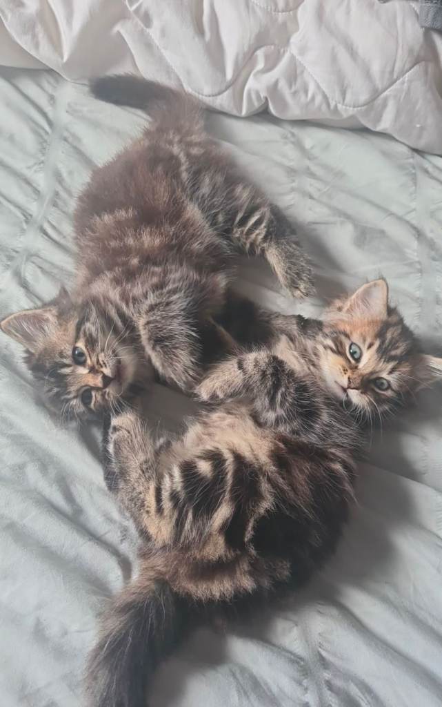 2 longhair kittens