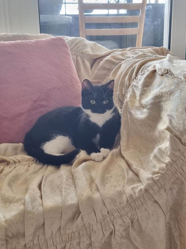 Luna the complete kitten (everything you need)