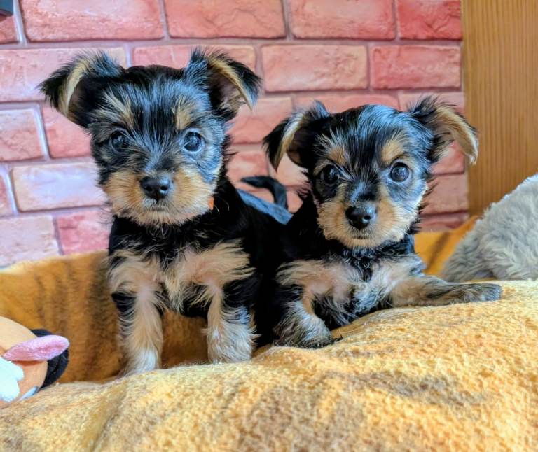 Yorkshire terriers puppies 