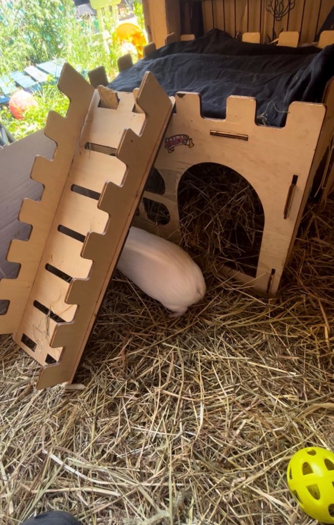 Rabbit/guinea pig hideaway 