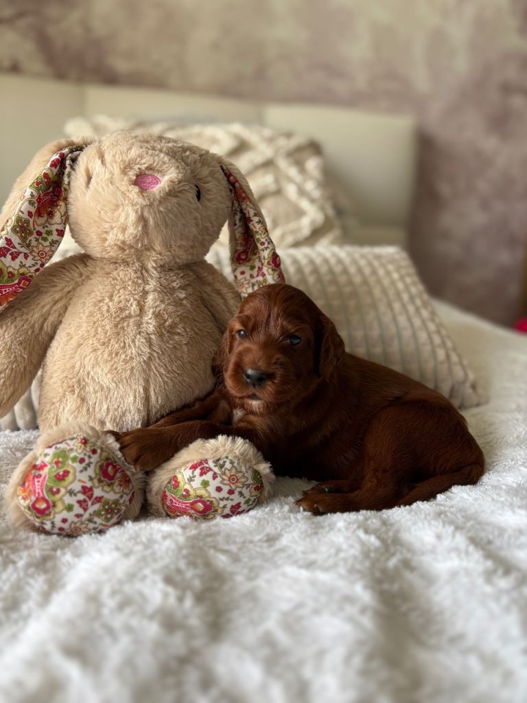 Beautiful Irish Setter Puppy – Home Breeding by Veterinarians
