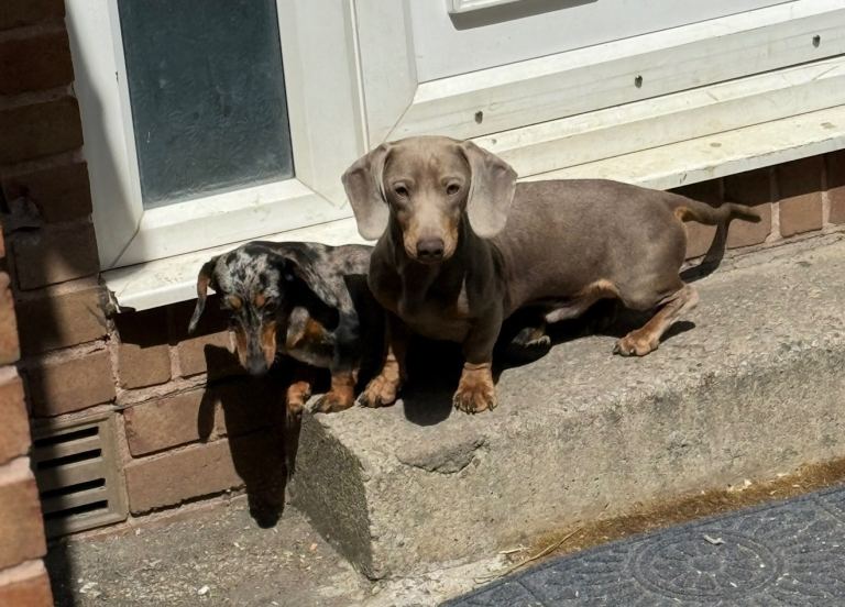 Miniature dachshund puppies!!