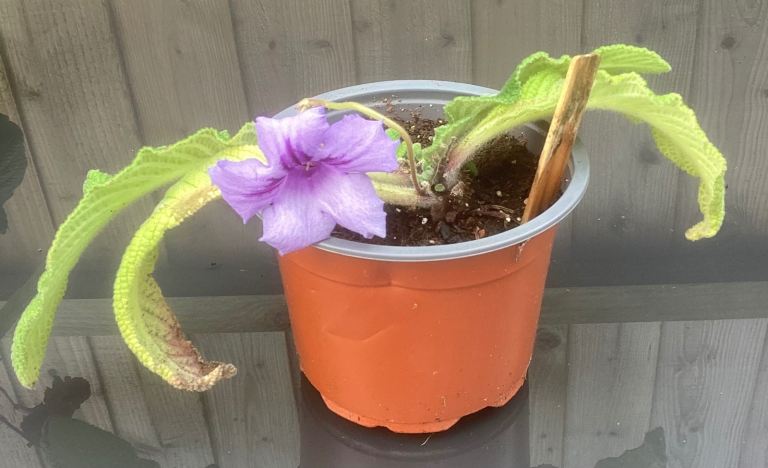 Purple Cape Primrose Plant 