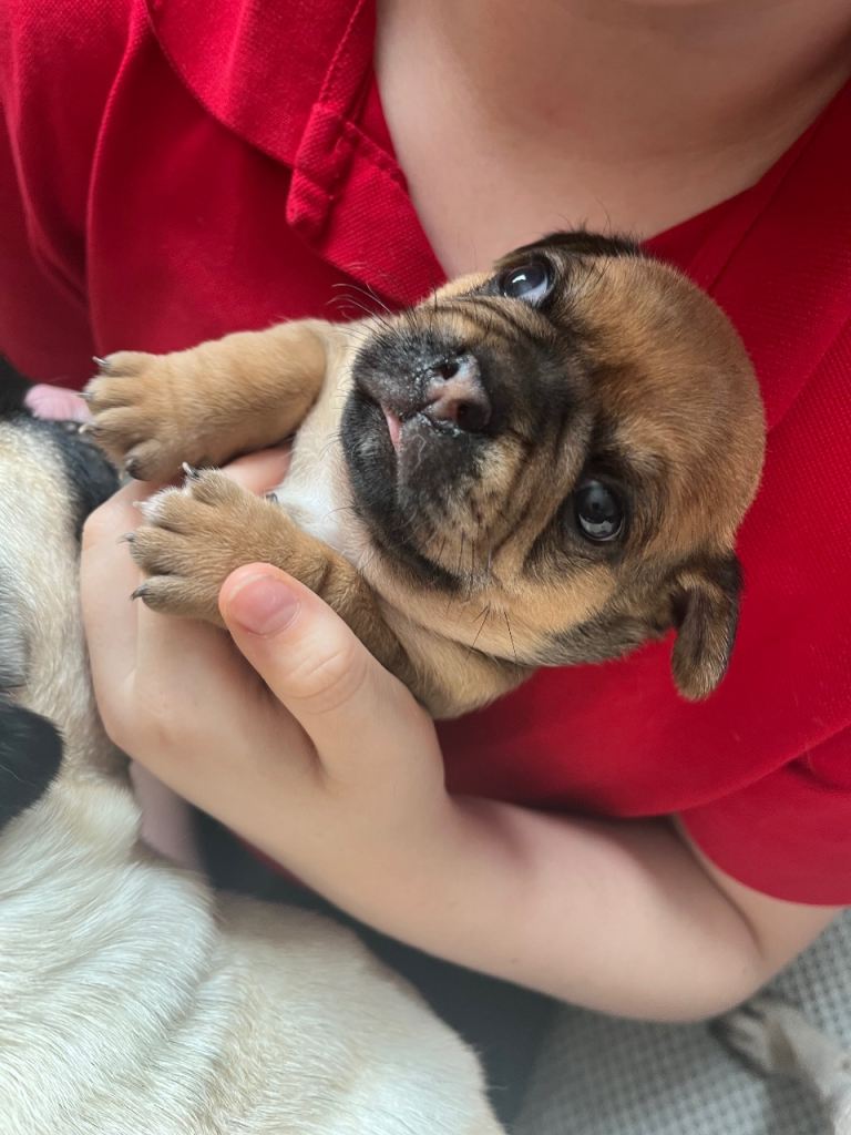 Only 1 fur baby left, Due to leave this week.
