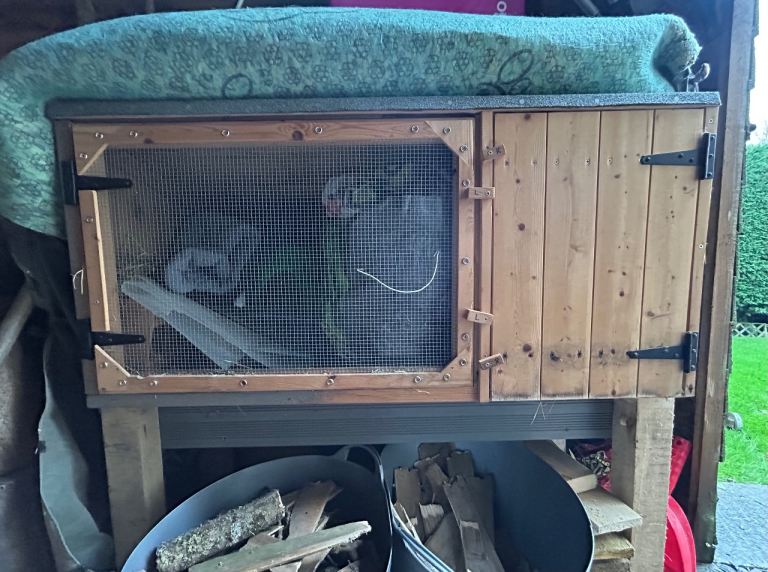 Guinea pig hutch & run