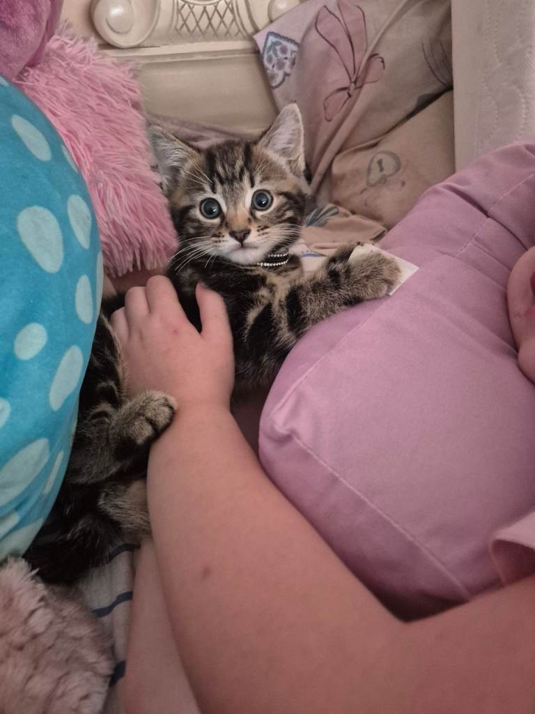 Free male tabby sold subject to collection