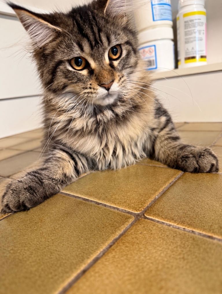 Lovely Maine Coon Kittens 