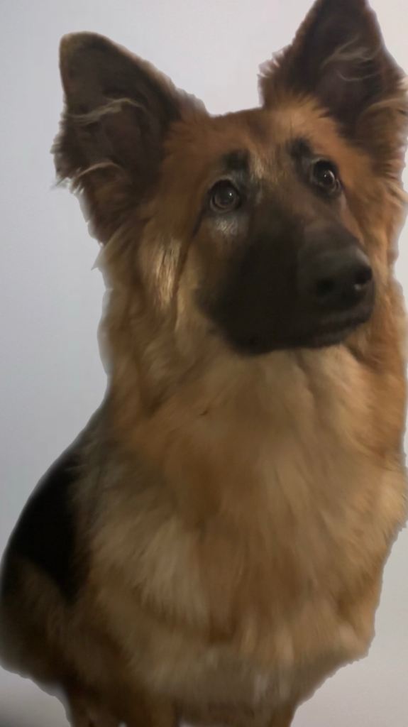 9 month old German Shepard