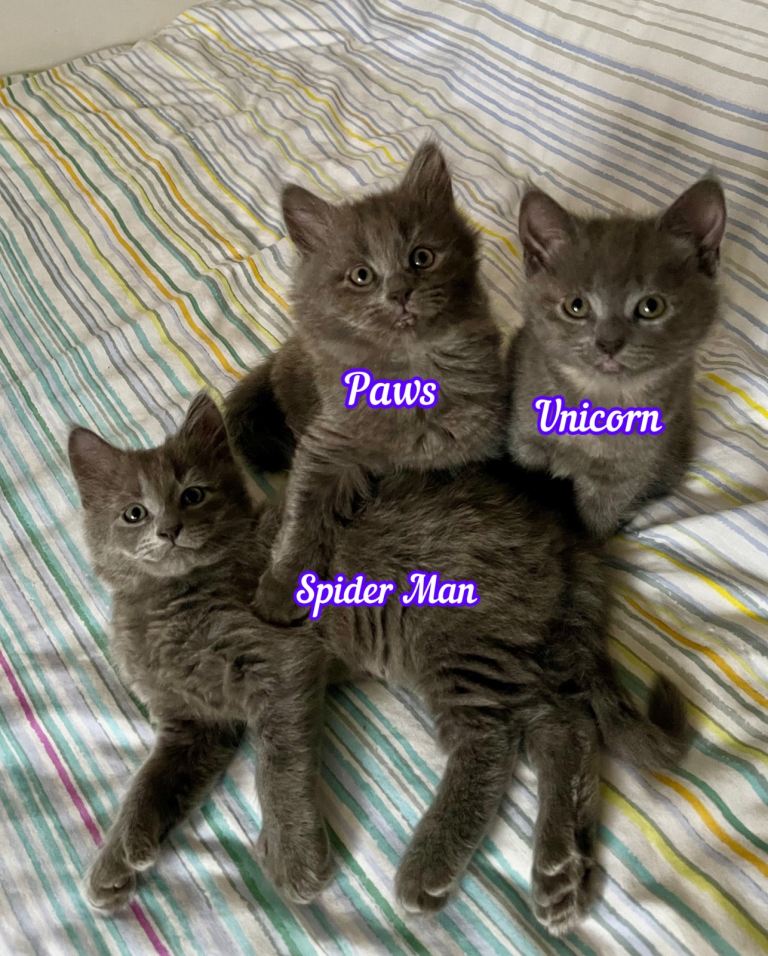 3/4 Maine Coon Kittens (kittens for sale)