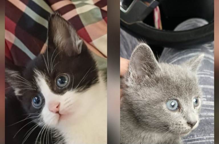 Kittens British Shorthair