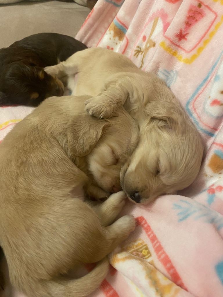 rare opportunity! cream Miniature dachshund for sale 