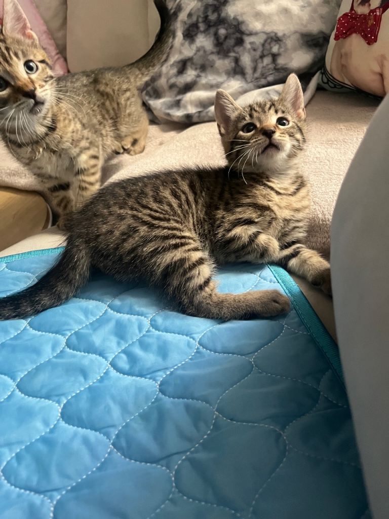 british shorthair cross tabby