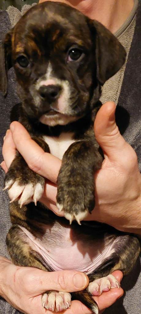 Cane Corso cross American bulldog puppy's 