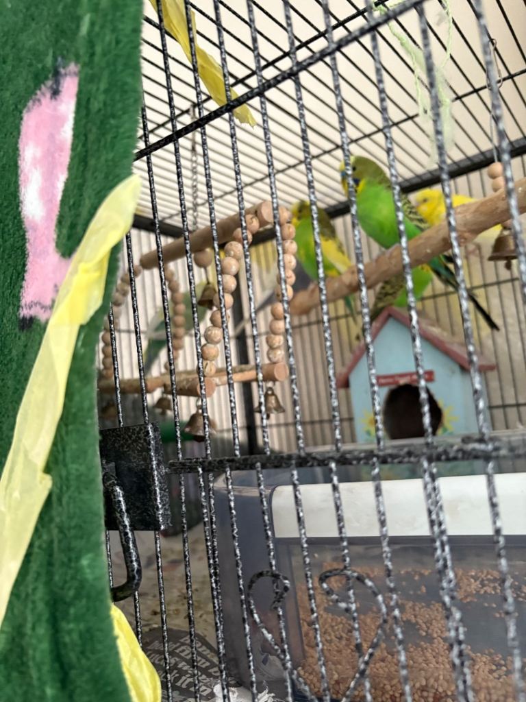 Budgies for sale female male / exhibition / different colours 