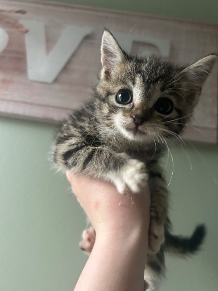 Kittens 