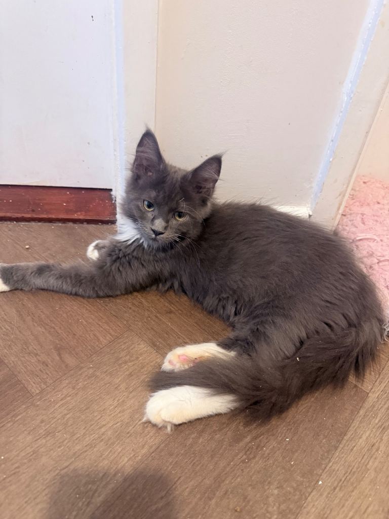 Maine coons