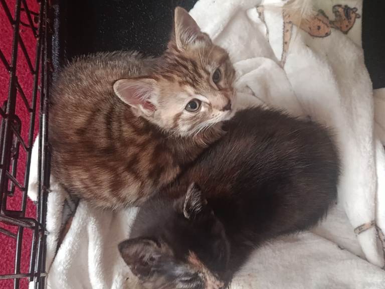 Two Adorable Female Kittens Looking for Loving Homes