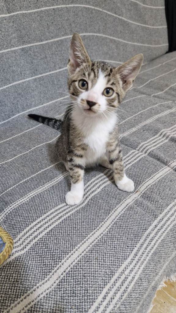 3 kittens Ready for home 