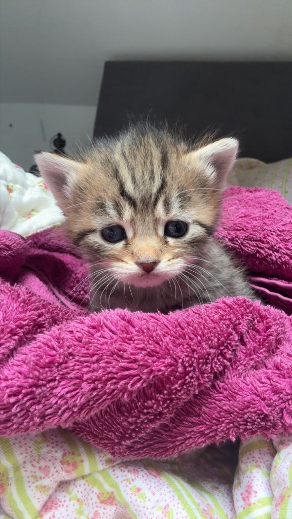 Tabby Cat for sale 
