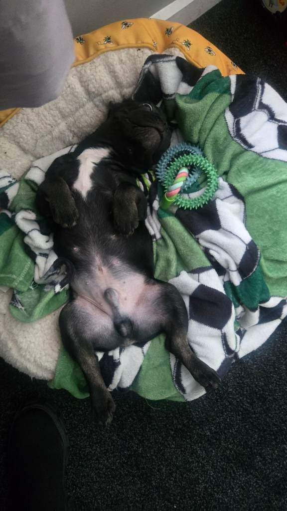 Beautiful, handsome 😭8 month pedigree frenchie 