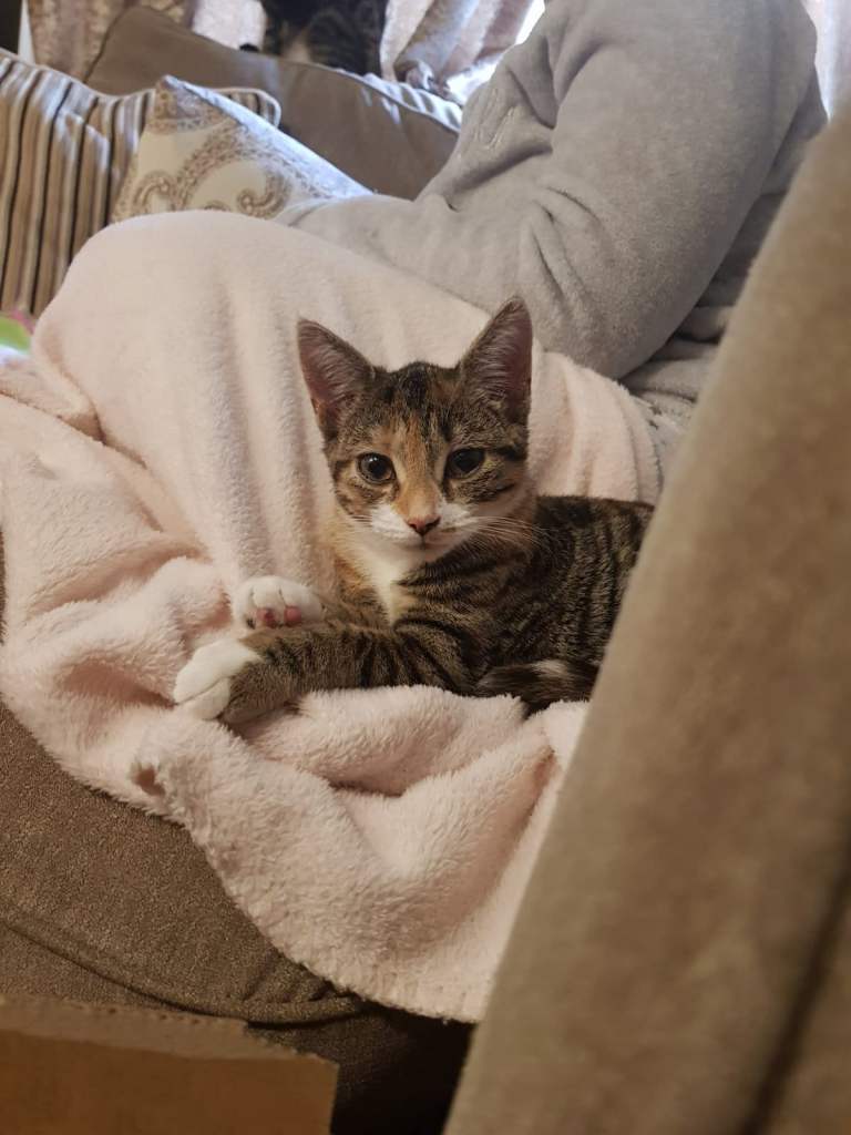 2 beautiful female sisters looking for forever home 