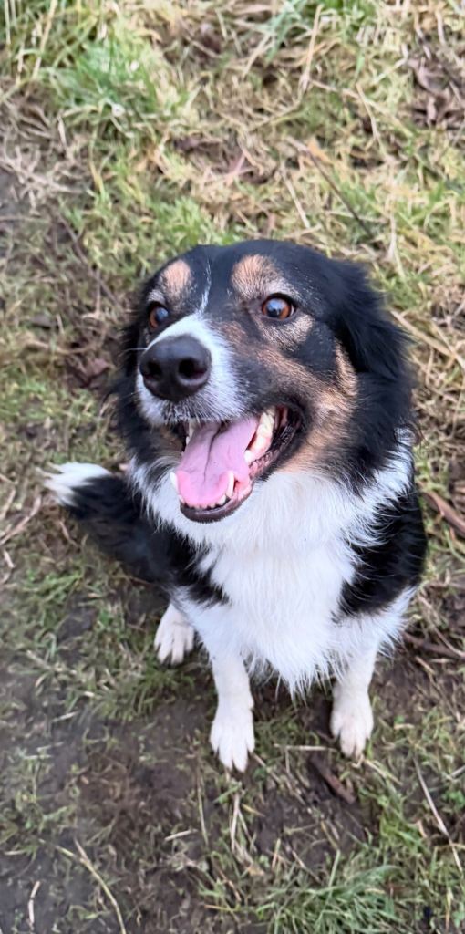 4 year old female collie 