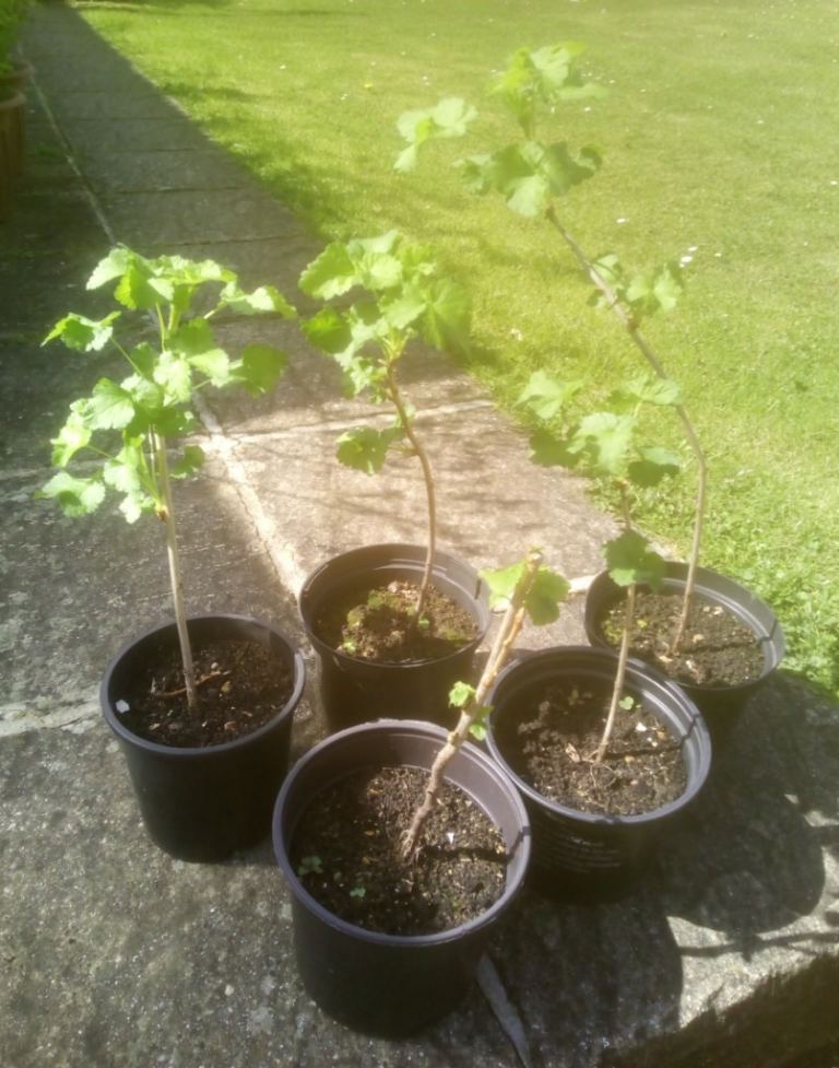 1 Jostaberry Potted Plant for £8