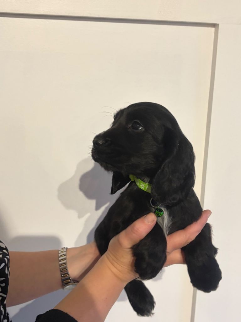 kc reg cocker spaniel pups 