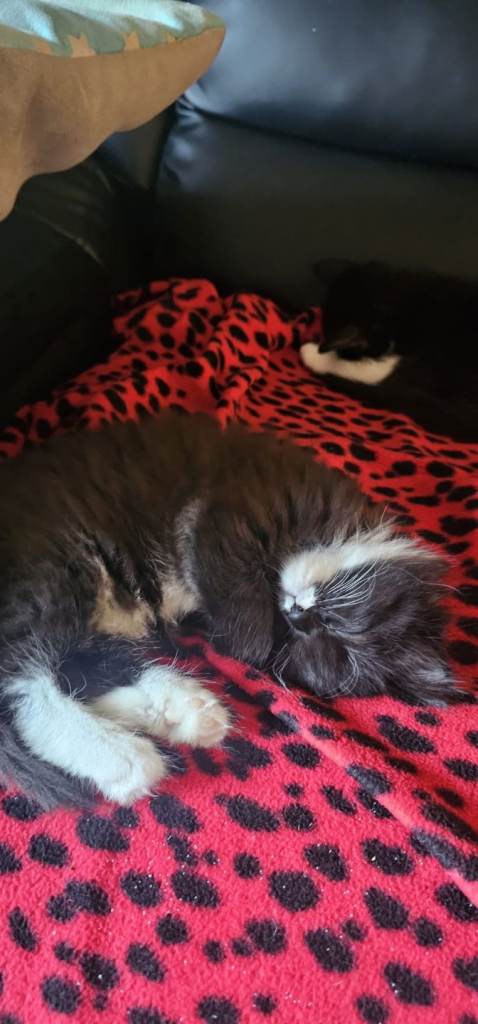 Beautiful kittens