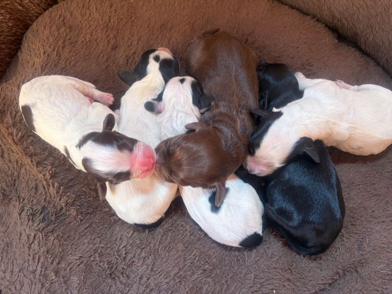 Cocker spaniel puppies for sale 