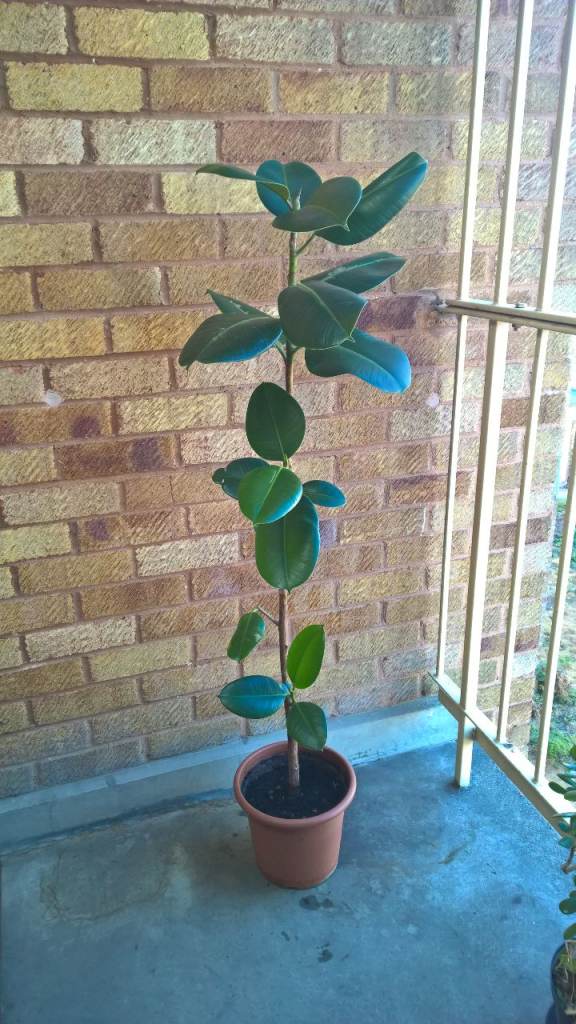 Ficus Elastica Rubber Plant Tree,, £49.90 for Sale in Clapham, London ...