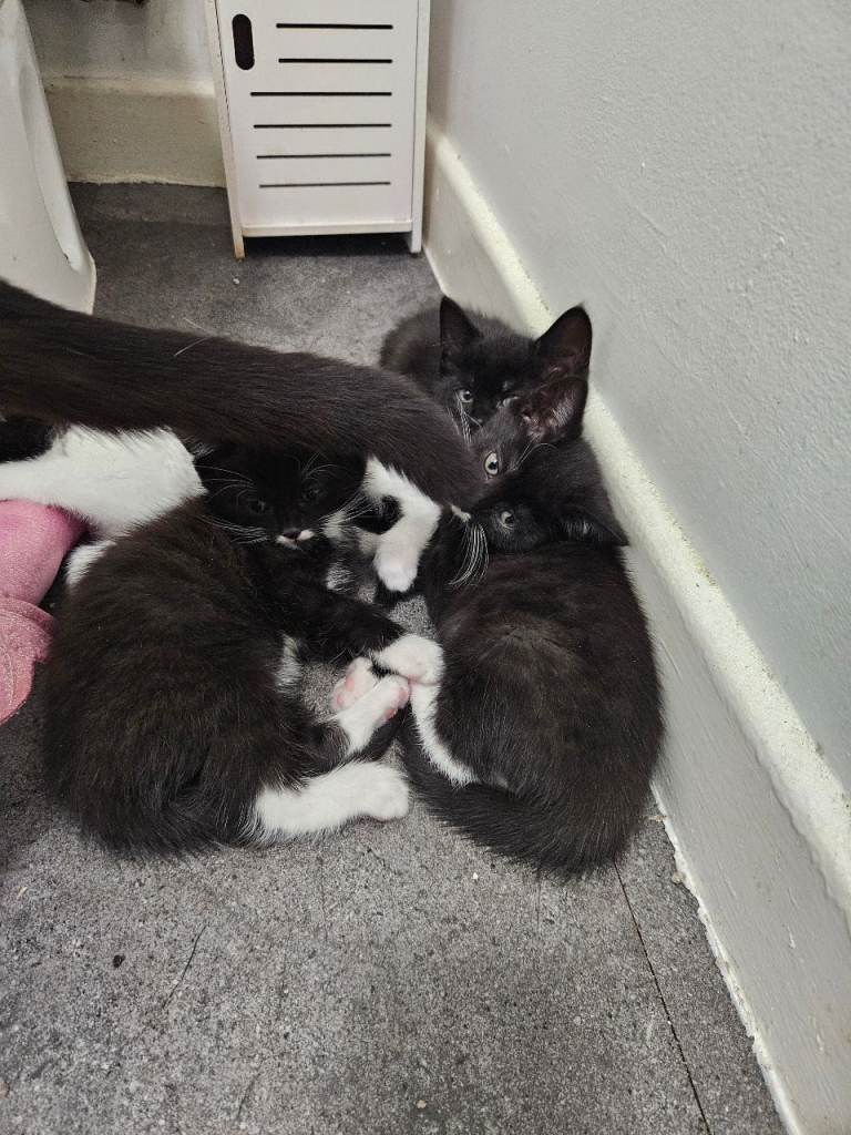 Kittens ready for forever home 
