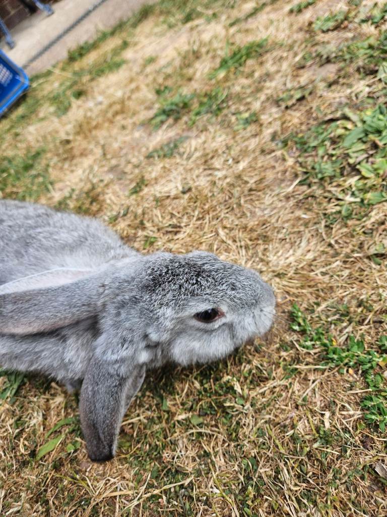 Giant bunnies last 2 girls 