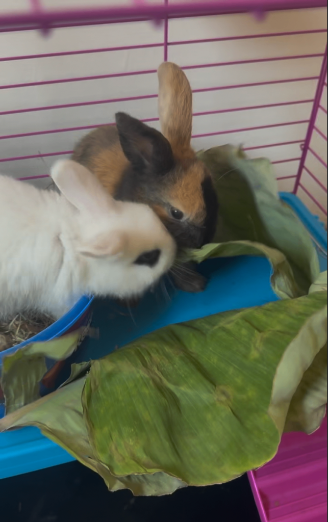 Two Female Bunnies Looking for a Loving Home 🐰🐰