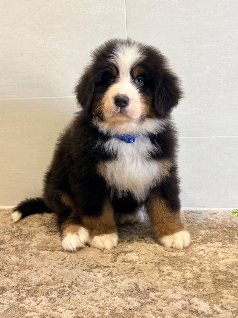 Kc registered Bernese mountain pups