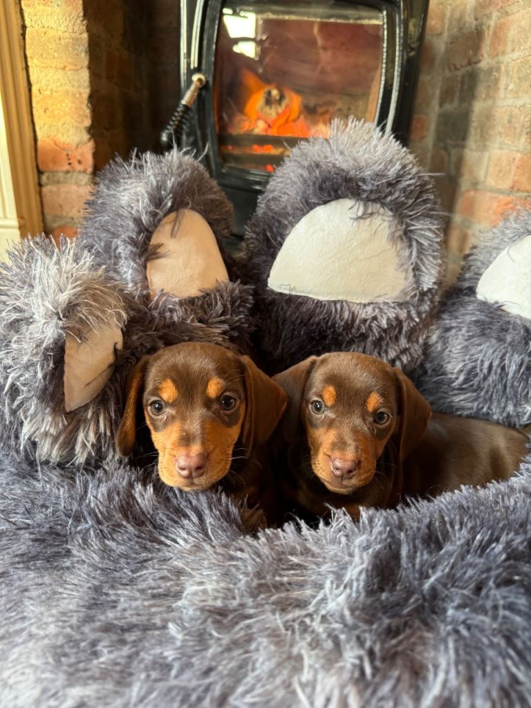 Miniature Dachshund Puppies