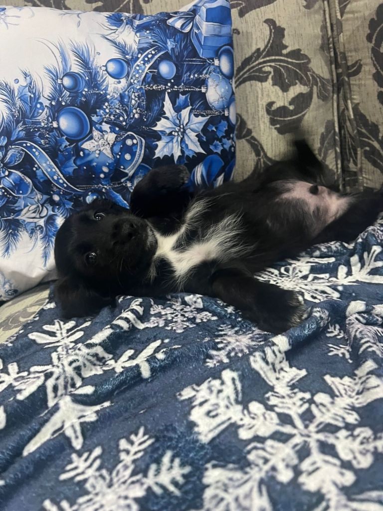 Are last adorable spaniel puppy 