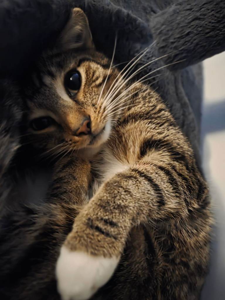 Open to offers Gorgeous male tabby cat in need of good home 